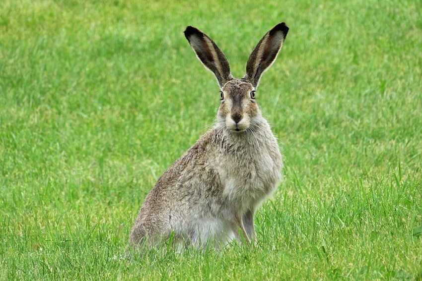 Zuhören bei Kundenbeschwerden: Beruhigungsmittel bei Wutausbrüchen