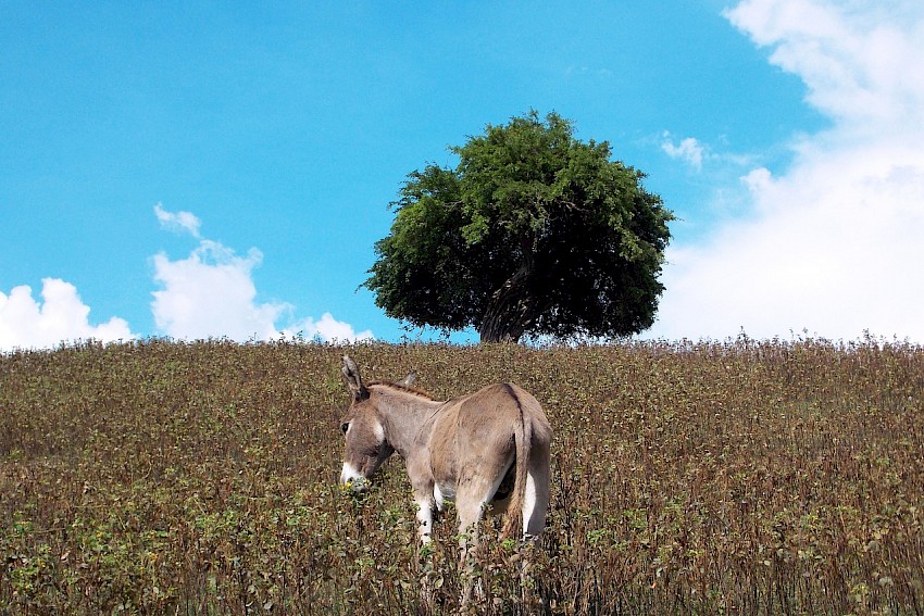 Nur ein Esel entschuldigt sich nicht beim Kunden