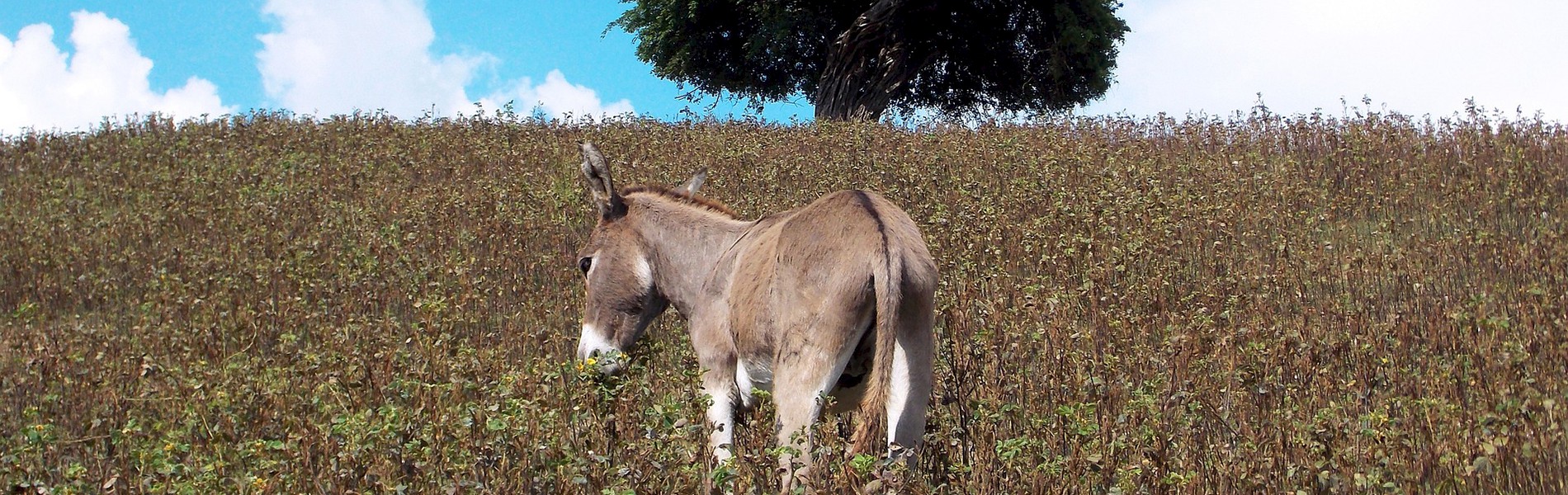 Nur ein Esel entschuldigt sich nicht beim Kunden